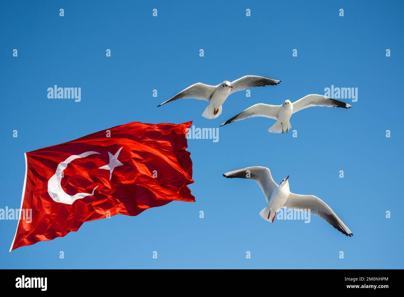 Möwe das Fliegen von türkischen Nationalflagge im blauen Himmel Stockfoto