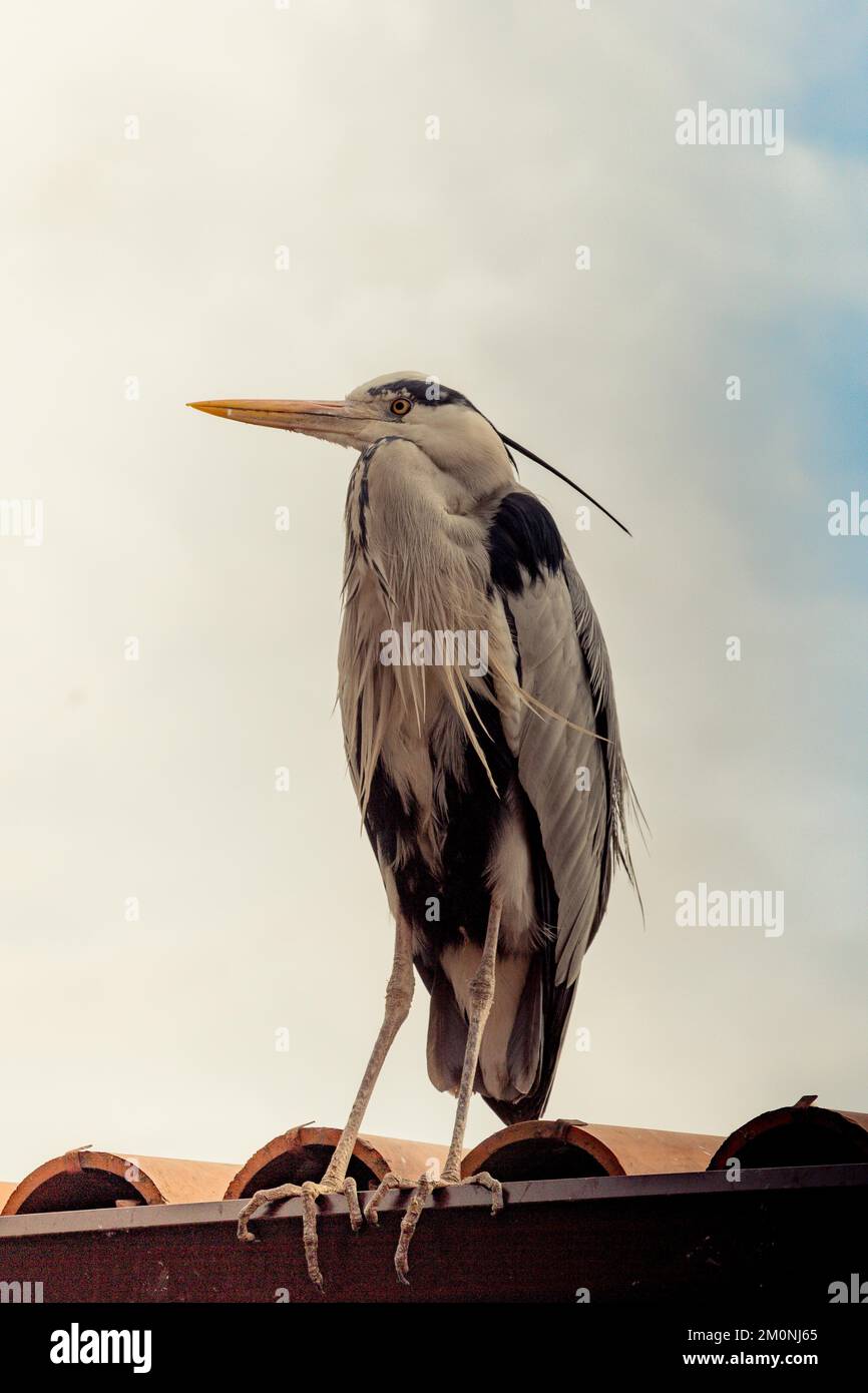 Süße Vogel als Bild der Tierwelt und Natur Stockfoto