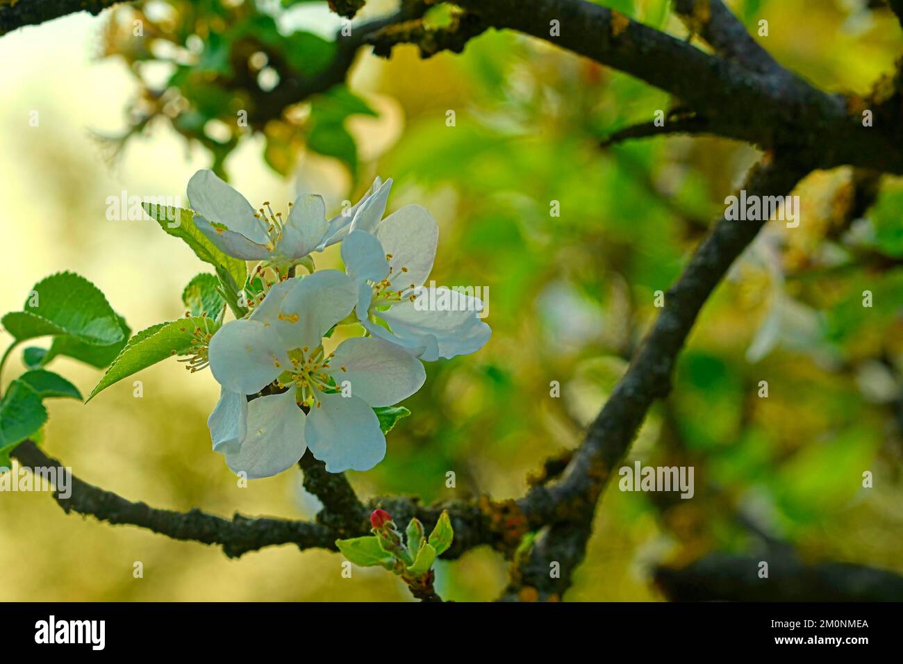 Apfelblüten in voller Blüte am Himmel. Weiße Kirschblüten als Hintergrund. Weichzeichner Stockfoto