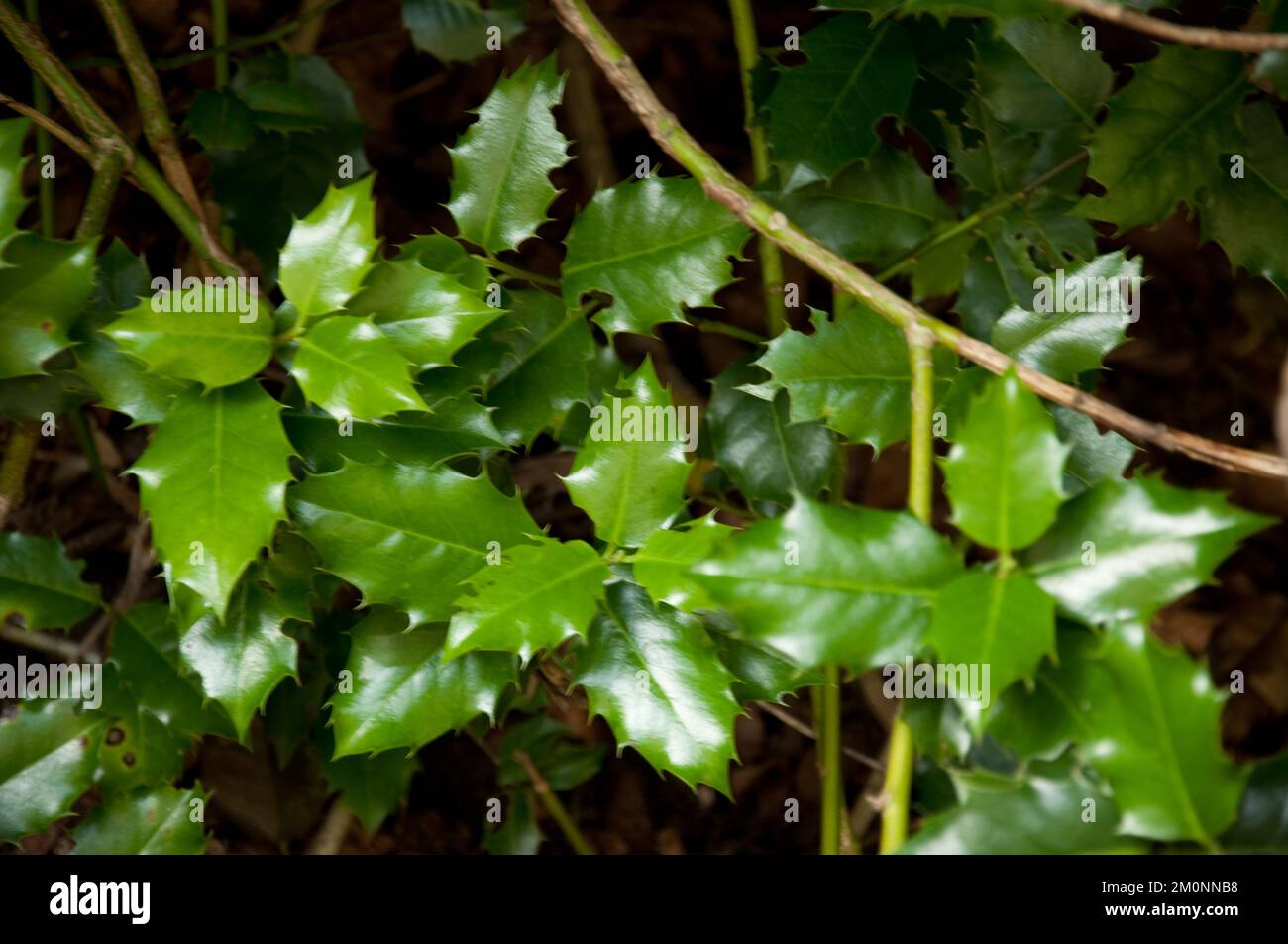 Holly Leaves, Durham, Co Durham, Tyne and Wear, Großbritannien Stockfoto