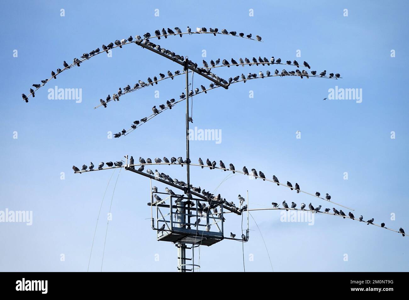 Vögel versammelt: Eine Herde von vielen Tauben hoch oben auf einer Fernsehantenne Stockfoto