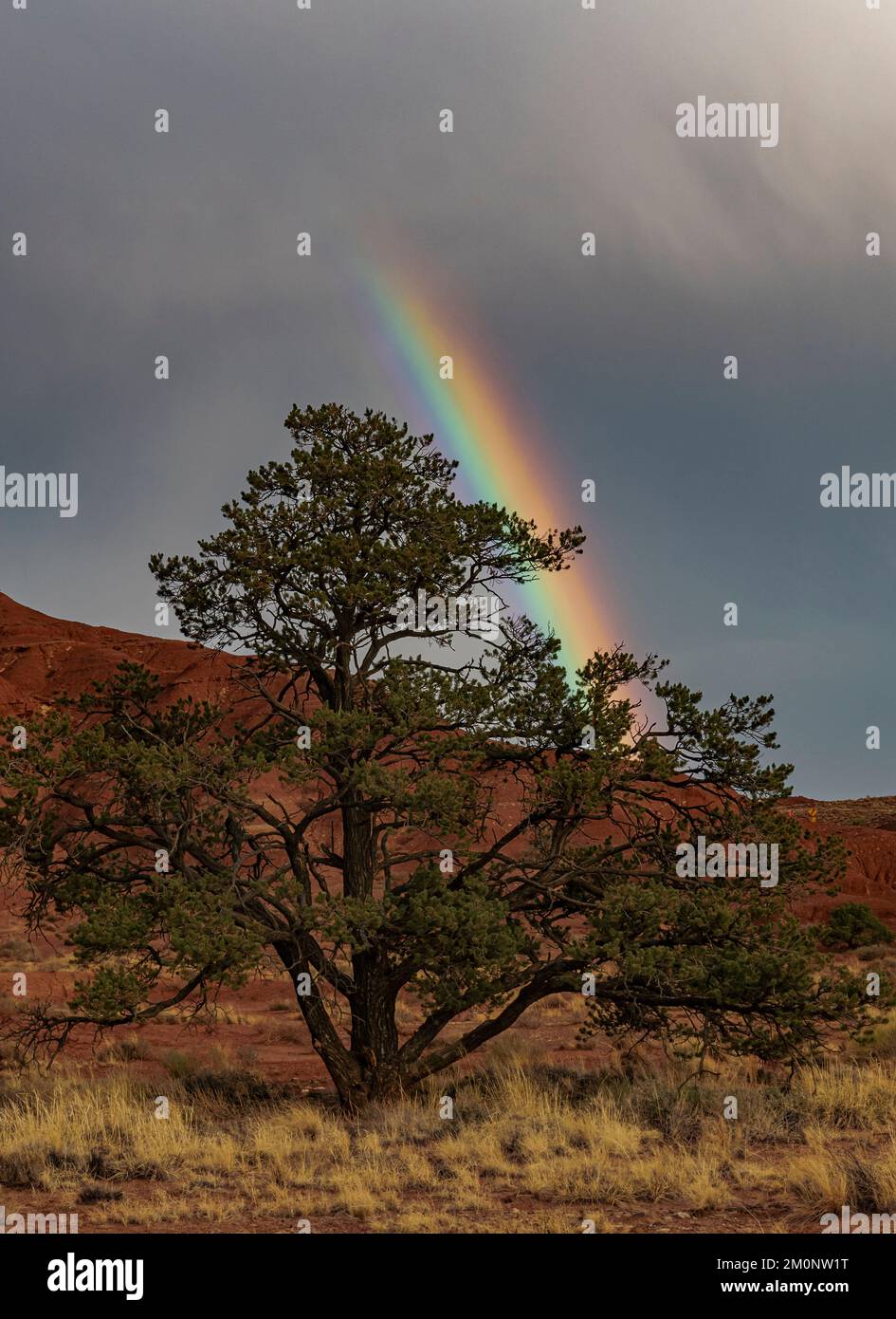 A Pinyon Pine ist isoliert von einem vorbeiziehenden Sturm und einem lebhaften Regenbogen, in der Nähe von Chimney Rock, Capitol Reef National Park, Wayne County, Utah Stockfoto