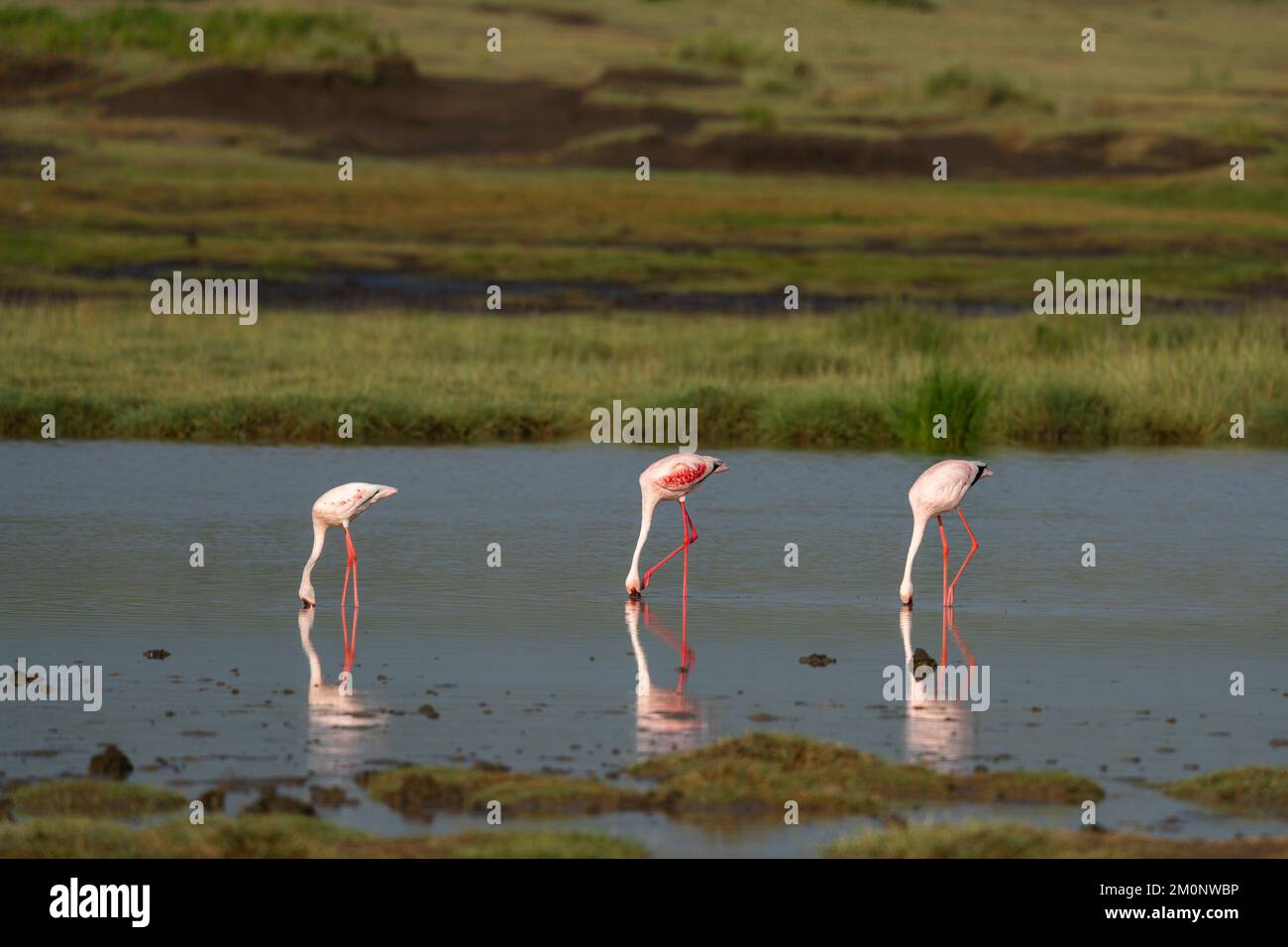 Fütterung von Großflamingos (Phoenicopterus roseus) am Ndutu-See, Ndutu-Schutzgebiet, Serengeti, Tansania. Stockfoto