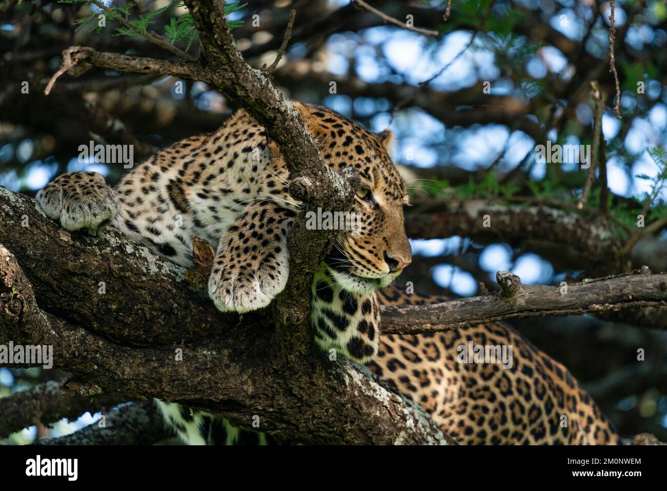 Leopard (Panthera pardus), Ndutu Conservation Area, Serengeti, Tansania. Stockfoto