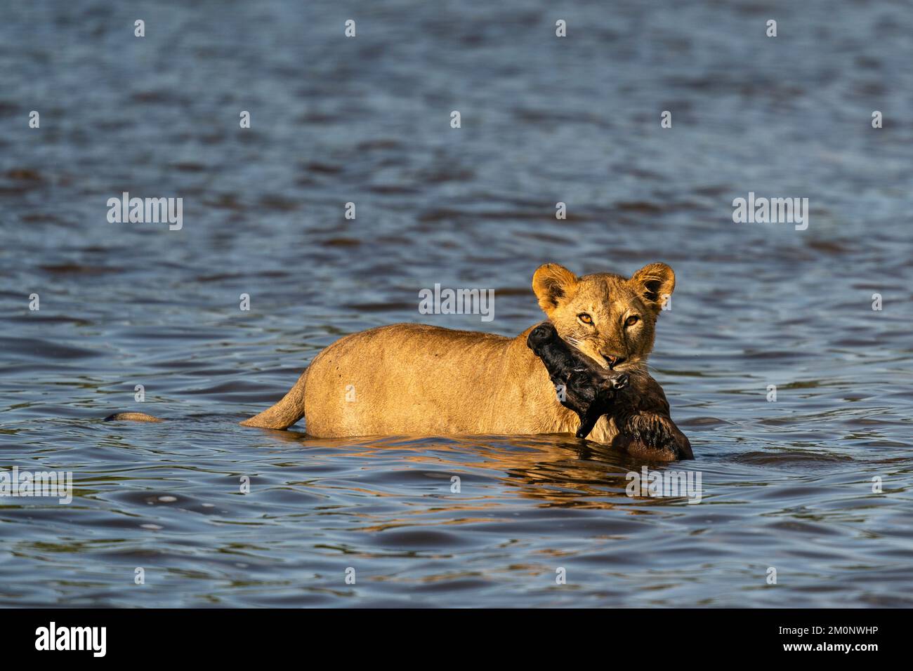 Eine Löwin Panthera Leo Bringt Ein Mit Fressen Gejagtes Impalakalb Aepyceros Melampus Ndutu 4736