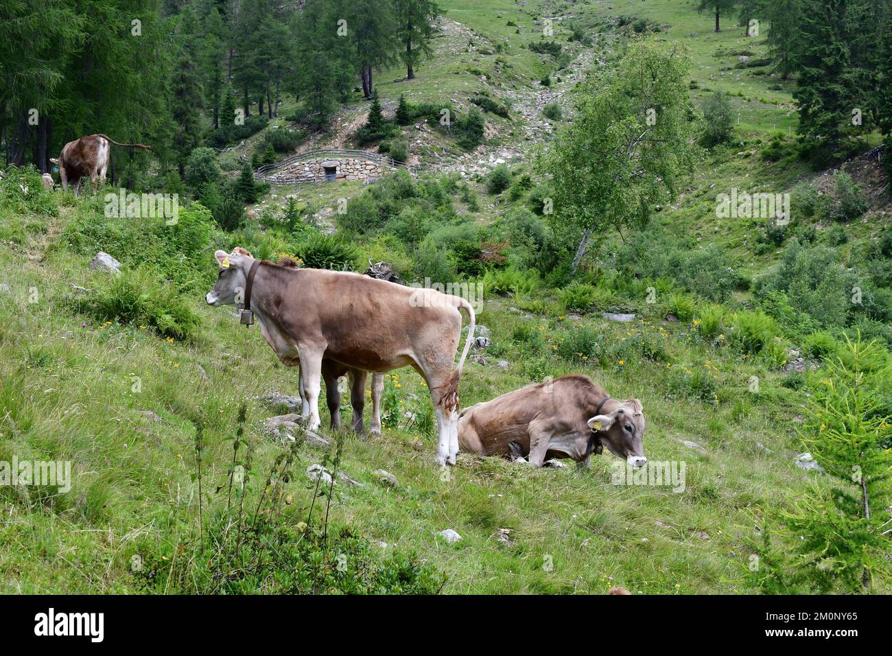 In Der Nähe Von Proveis Stockfoto