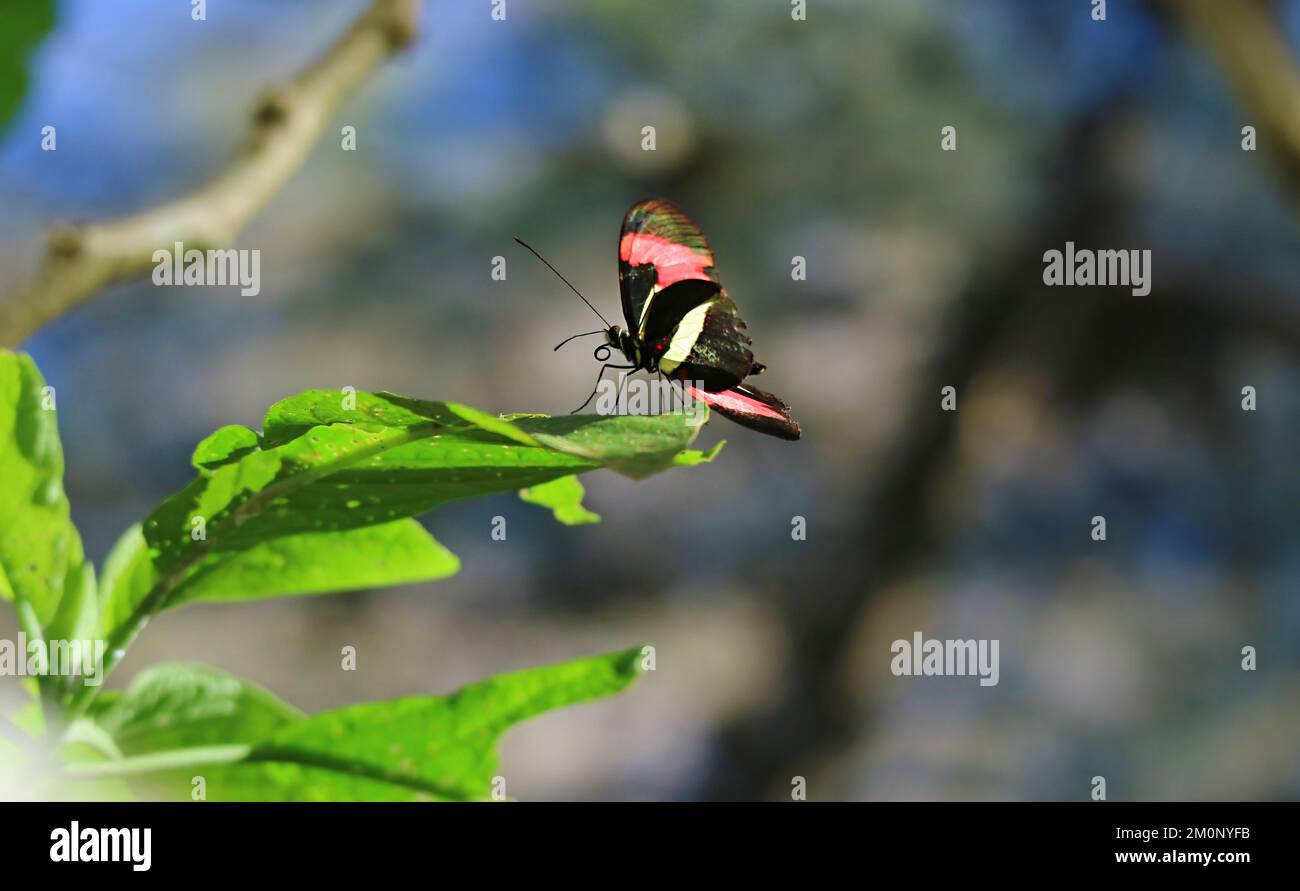 Auffälliger Heliconius Butterfly in Schwarz und Pink, der auf dem Baumblatt ruht Stockfoto