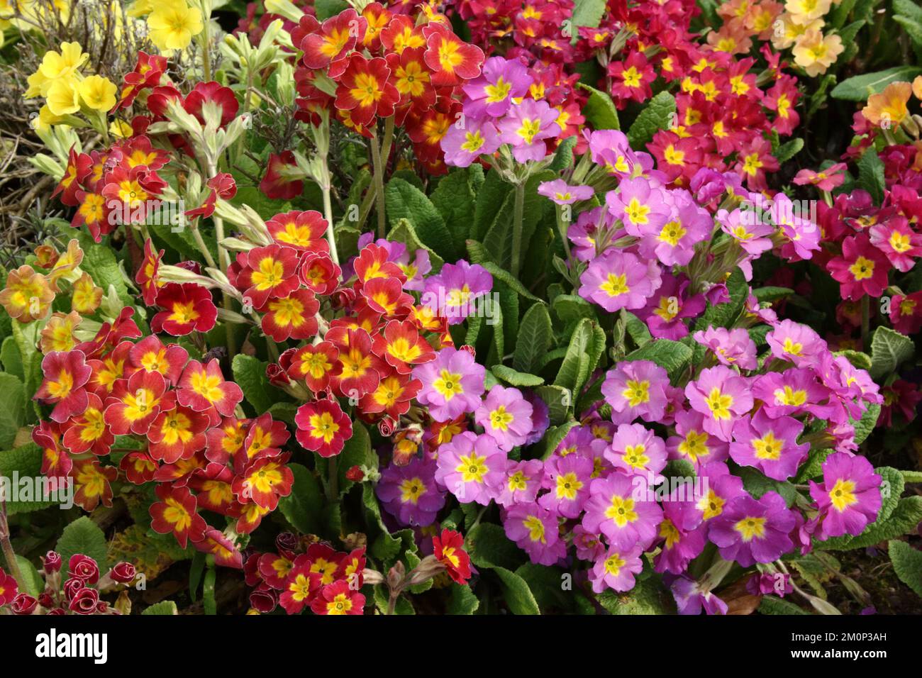 Polyanthus Primrose (Primula x Polyantha) im Garten. Stockfoto