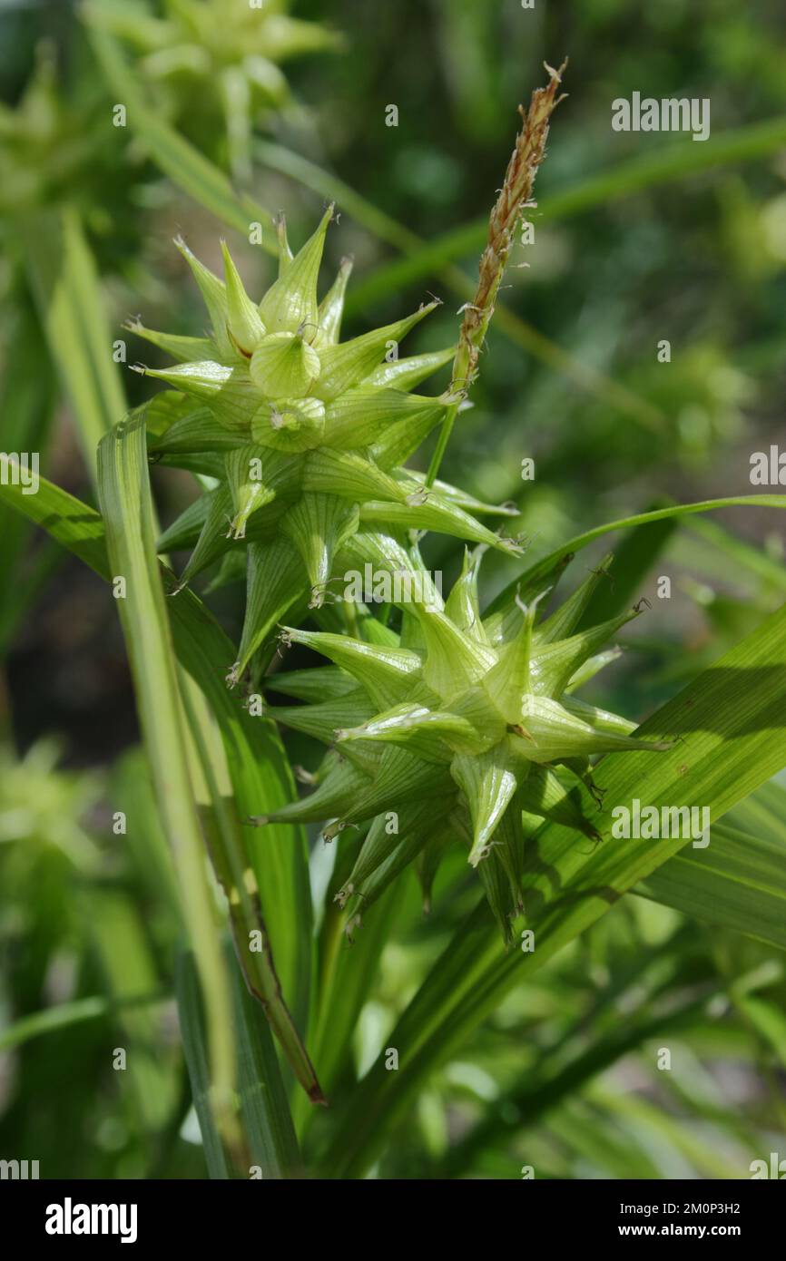 Gray's Sedge (Carex grayi) Stockfoto