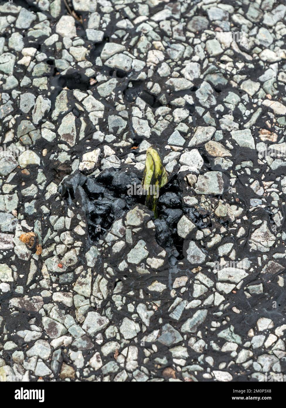 Brackensaatling wächst auf und durchdringt Risse in alten Asphalt Stockfoto