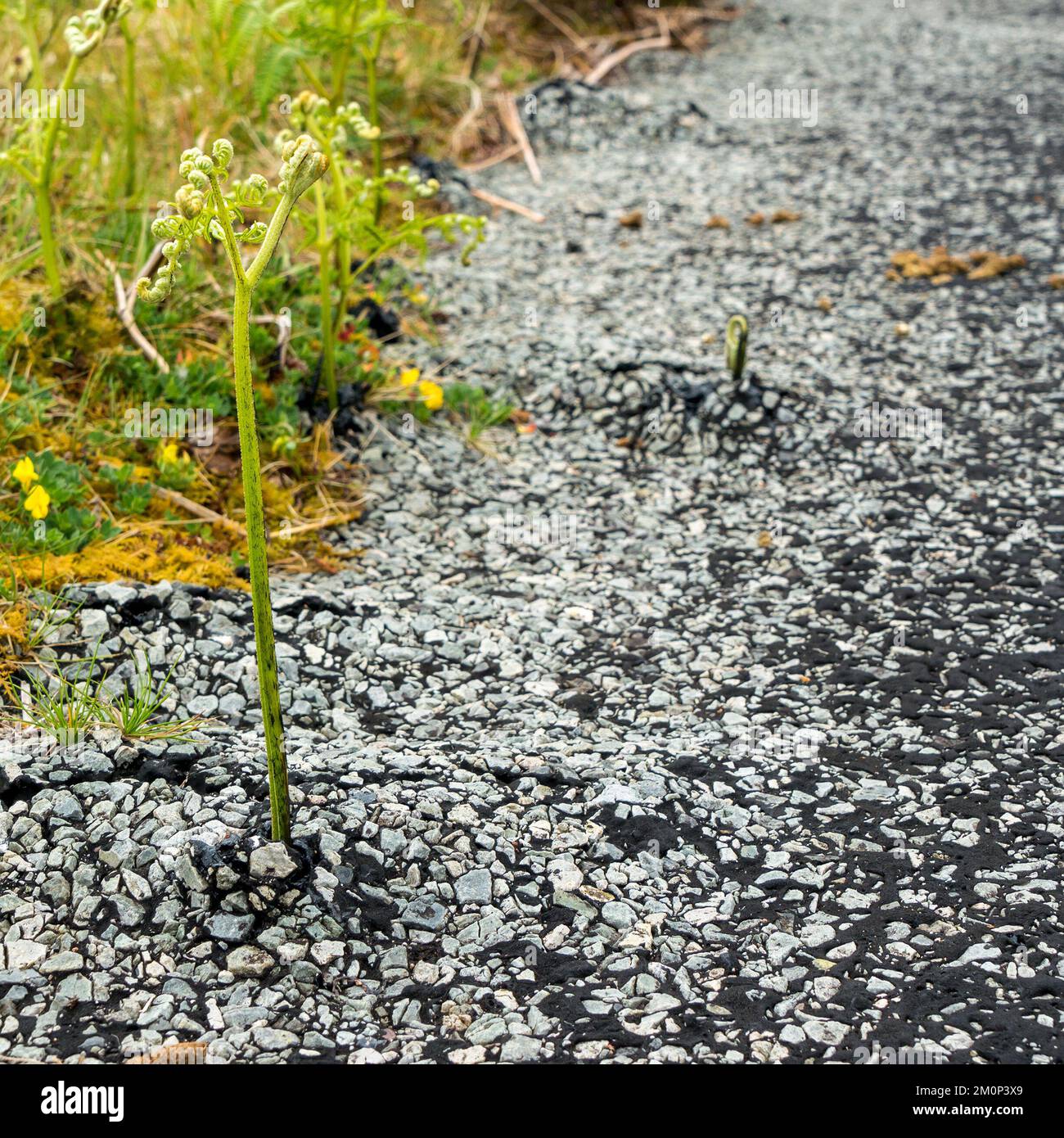 Brackensaatling wächst auf und durchdringt Risse in alten Asphalt Stockfoto