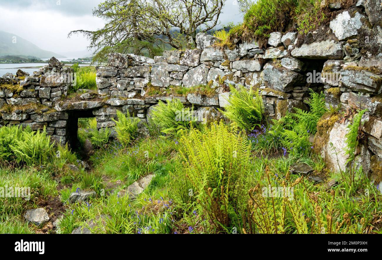 Ruinmauern von Totaig Broch (Caisteal Grugaig), einem alten schottischen Rundhaus aus der Eisenzeit, Letterfearn, Highland, Schottland, Großbritannien Stockfoto