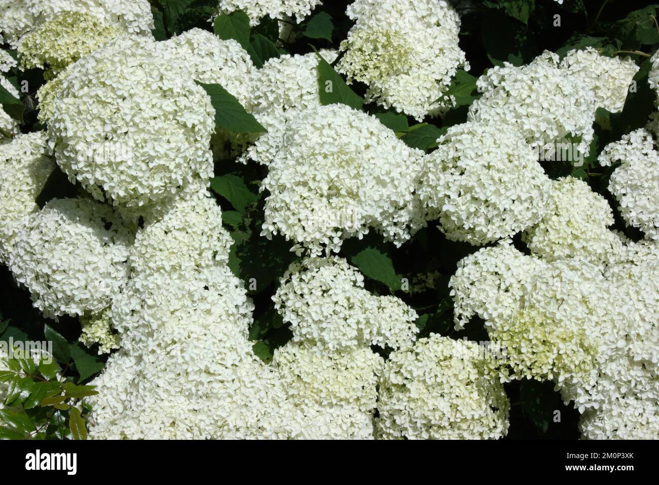 Glatte Hydrangea (Hydrangea arborescens) im Garten. Stockfoto