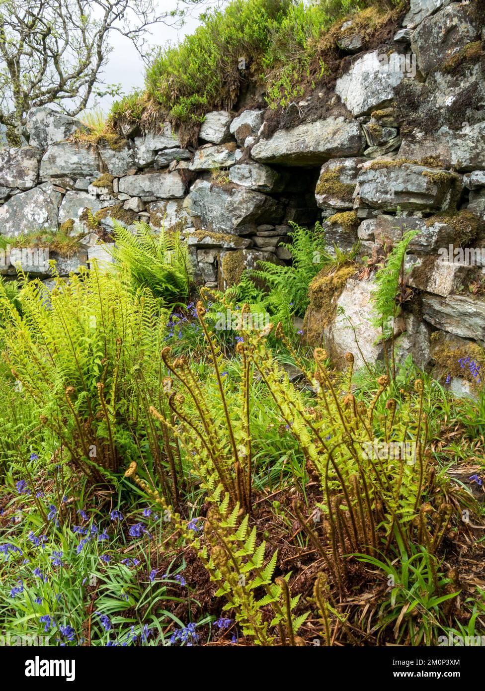 Ruinmauern von Totaig Broch (Caisteal Grugaig), einem alten schottischen Rundhaus aus der Eisenzeit, Letterfearn, Highland, Schottland, Großbritannien Stockfoto