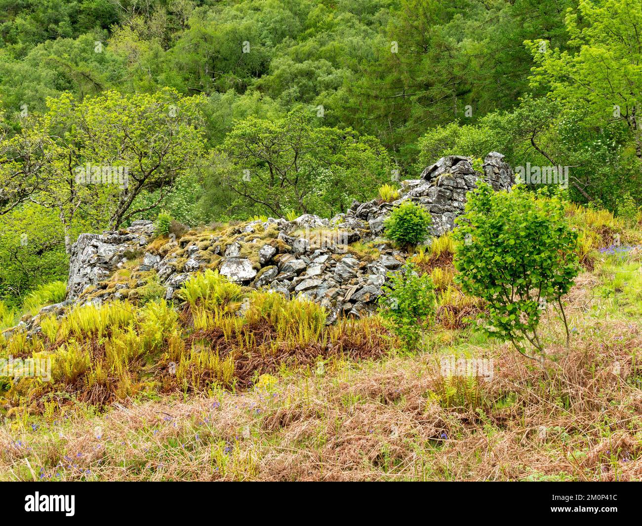 Zerstörte Mauern von Totaig Broch (Caisteal Grugaig), einem alten schottischen Rundhaus aus der Eisenzeit, Letterfearn, Highland, Schottland, Großbritannien Stockfoto