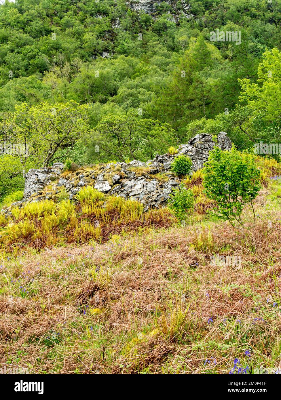 Zerstörte Mauern von Totaig Broch (Caisteal Grugaig), einem alten schottischen Rundhaus aus der Eisenzeit, Letterfearn, Highland, Schottland, Großbritannien Stockfoto