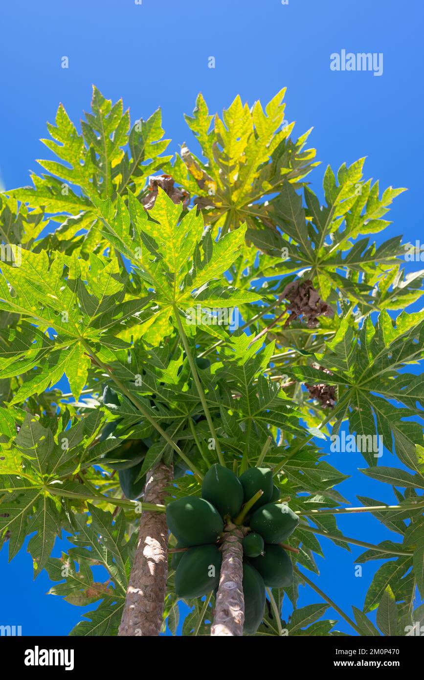 Papaya-Baum mit Früchten auf blauem Himmelshintergrund. Anbau von grünen Papayas Stockfoto