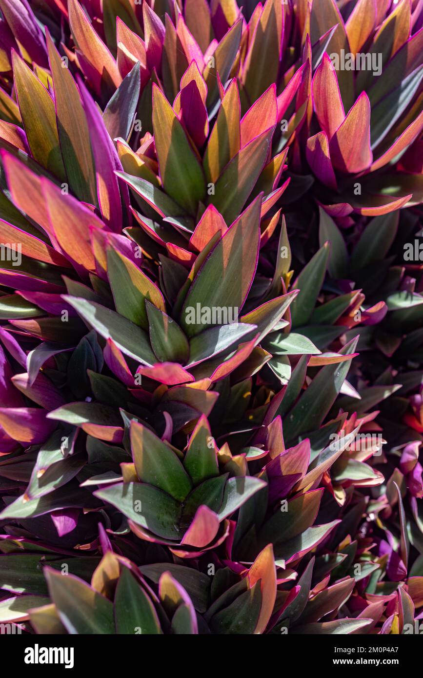 Grünlila hinterlässt den Hintergrund von trandescantia spathacea, Moose-in-the-Cradle Stockfoto