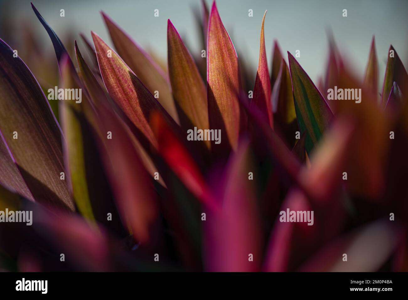 Grünlila hinterlässt den Hintergrund von trandescantia spathacea, Moose-in-the-Cradle Stockfoto