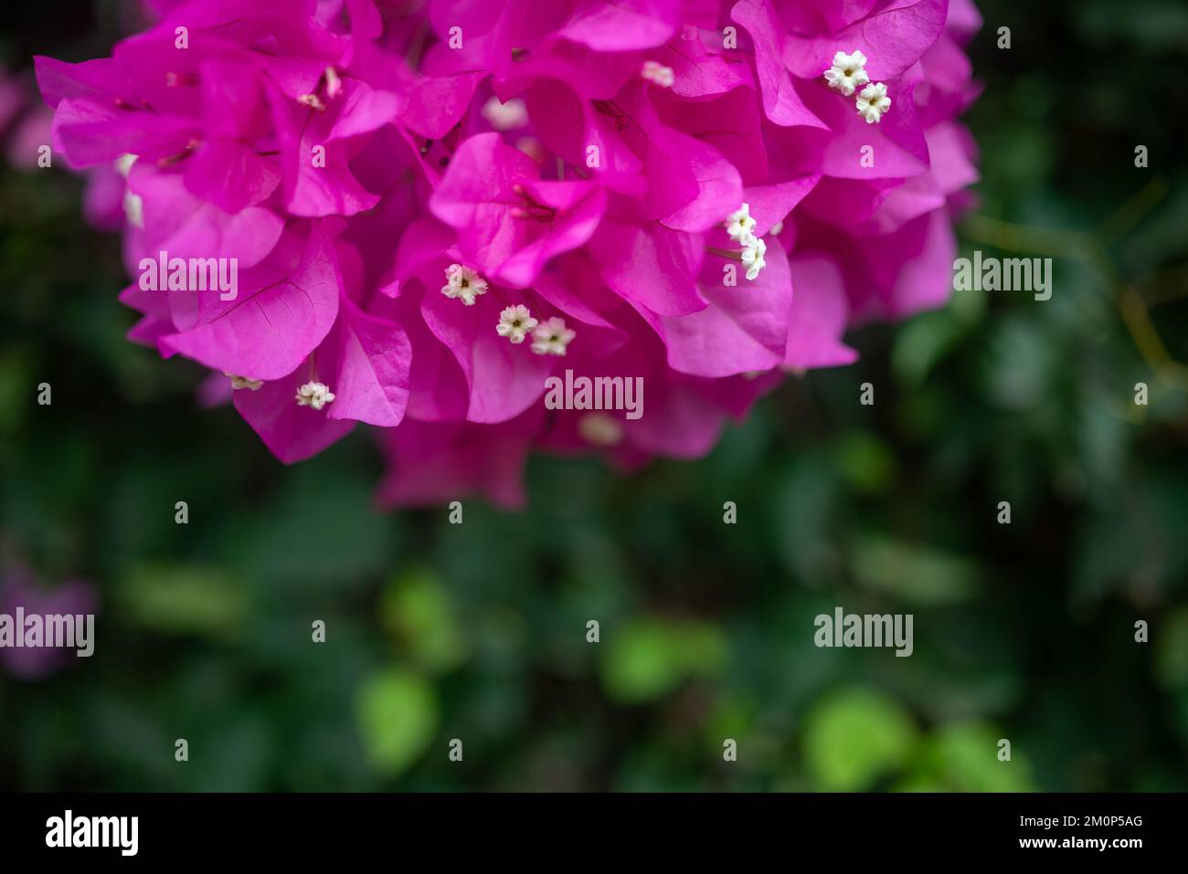 Rosafarbene Bougainvillea-Blüten auf unscharfem grünen Laubhintergrund Stockfoto