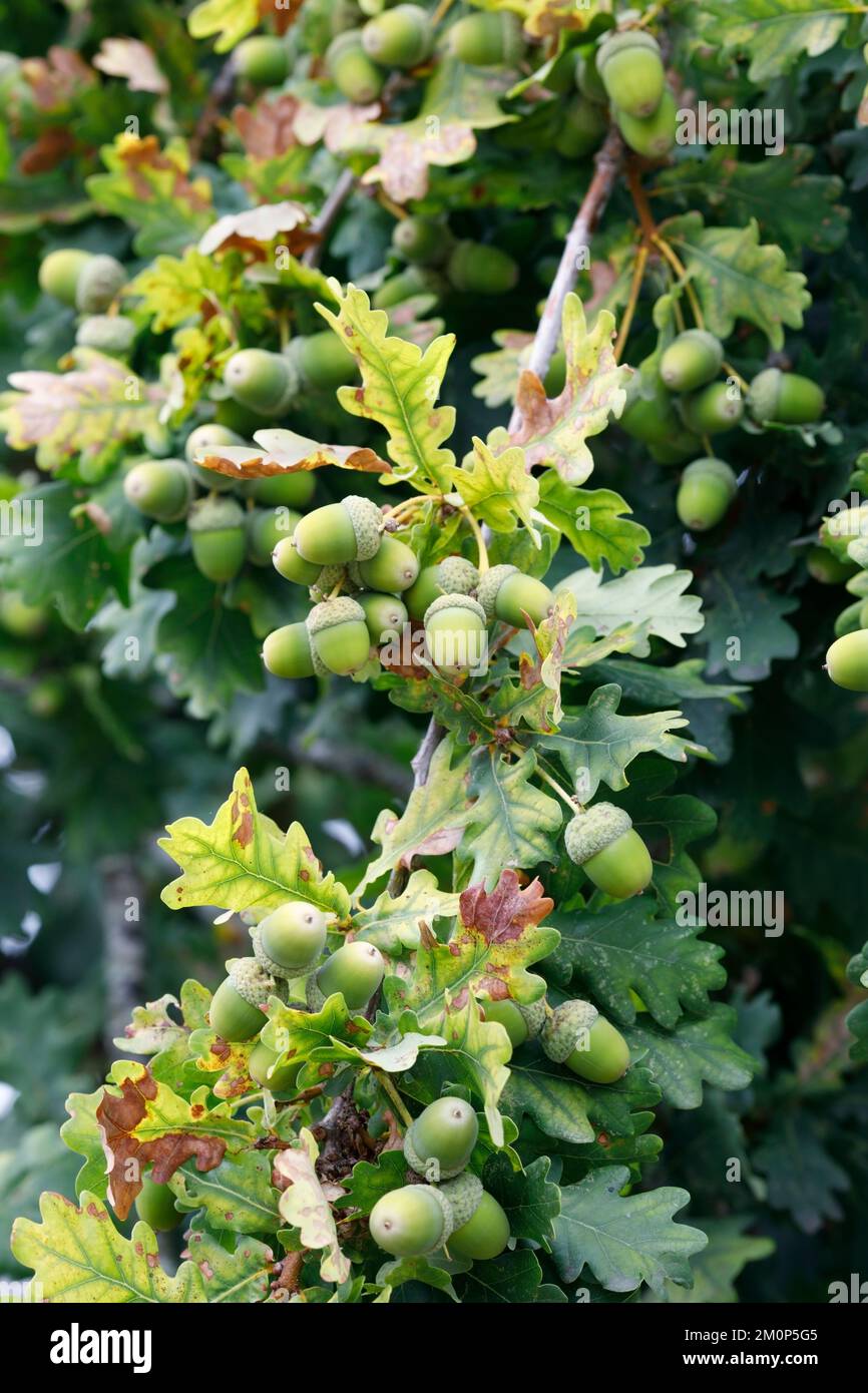 Samen von Quercus robur. Eicheln. Stockfoto