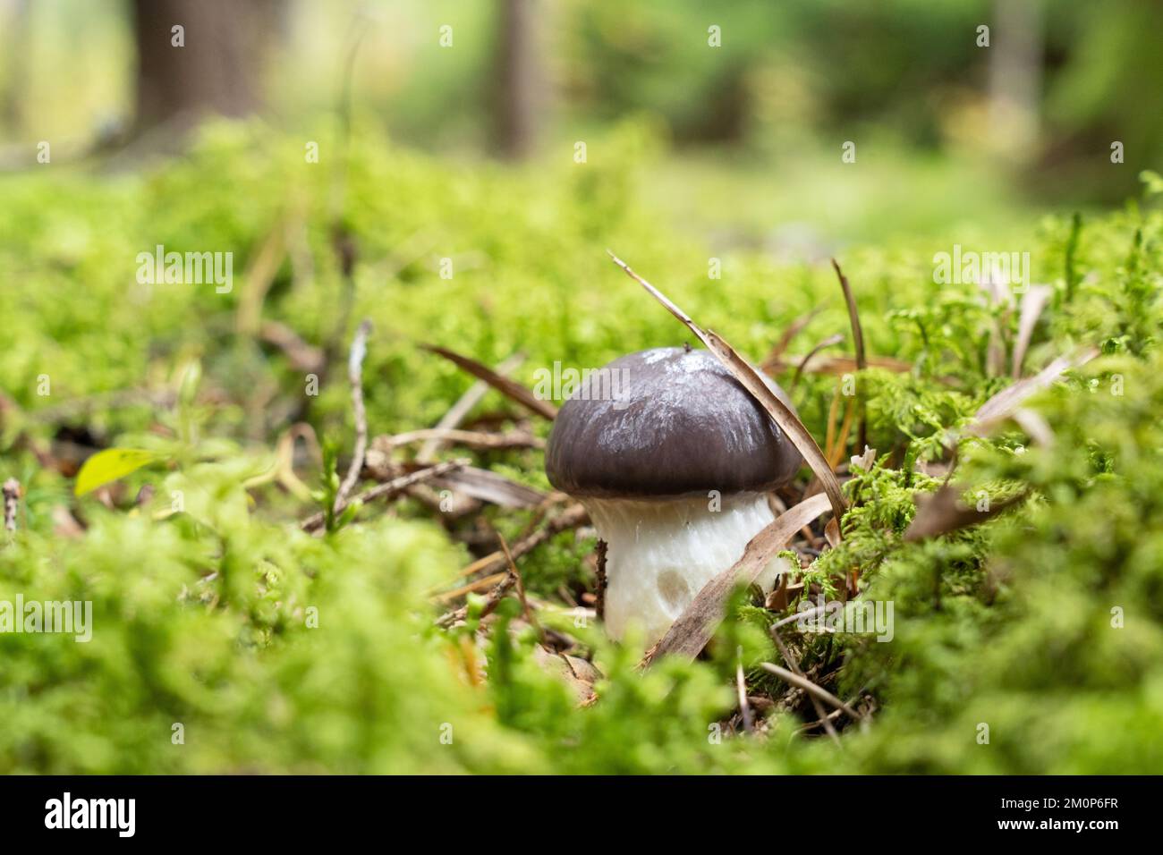 Nahaufnahme schleimiger Spikkappenpilze, die in einem Fichtenwald in Estland, Nordeuropa wachsen Stockfoto