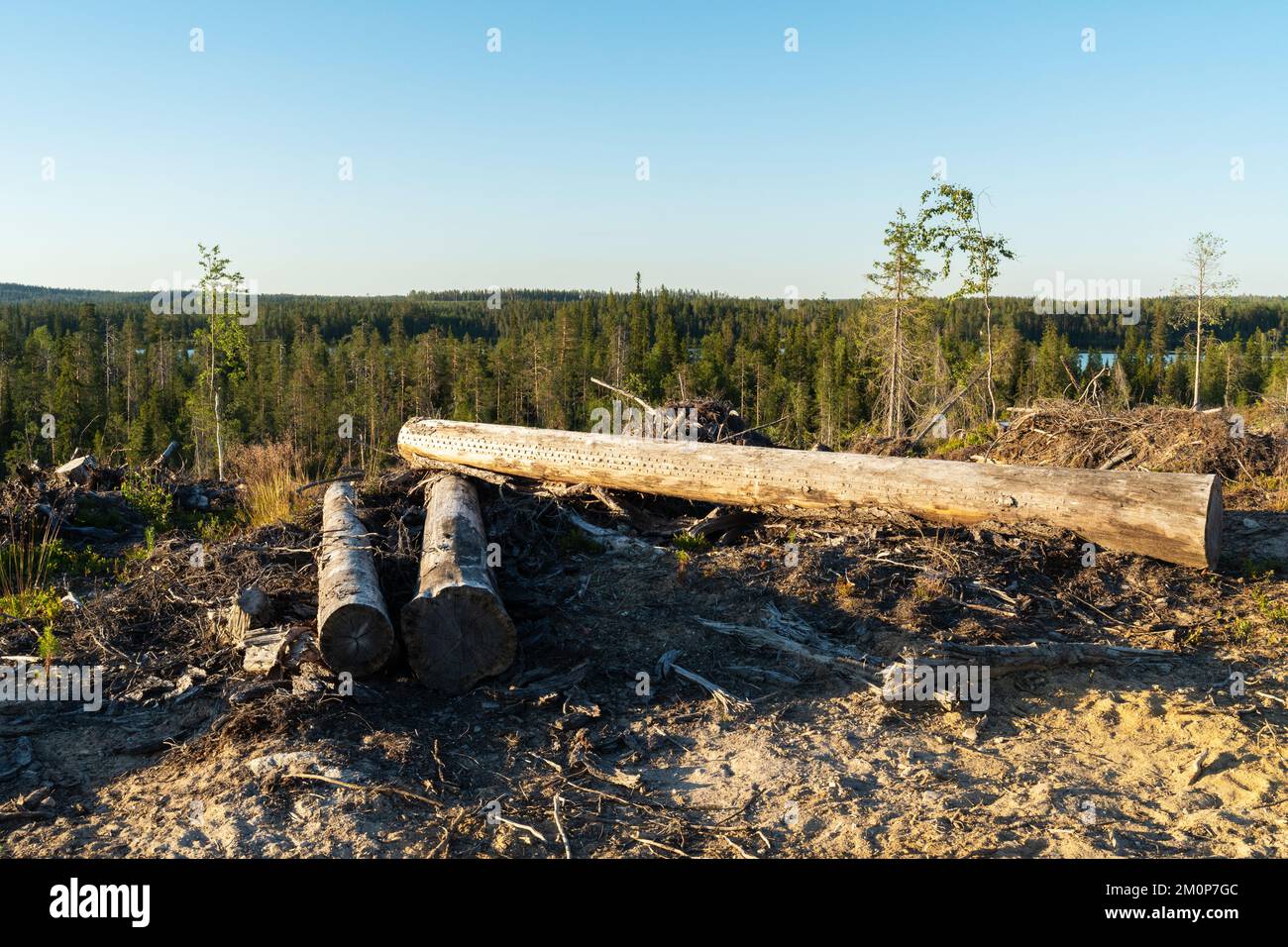 Ein mineralisierter, klarer Bereich mit einigen Baumstämmen im Vordergrund bei Hossa, Nordfinnland Stockfoto