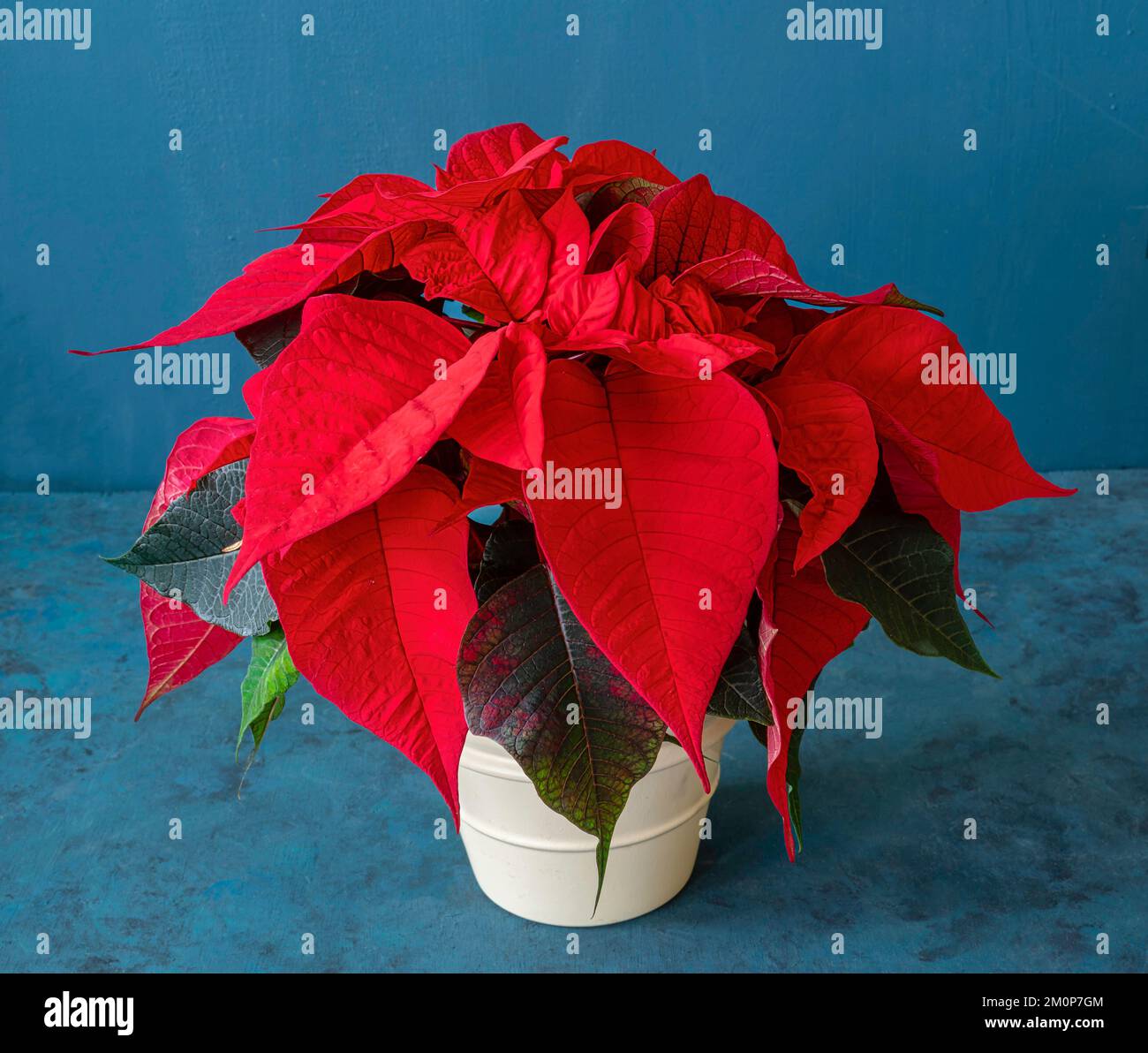 Topf-Weihnachts-Poinsettia vor blauem Hintergrund. Stockfoto
