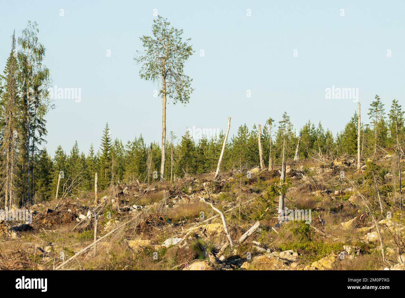 Ein mineralisiertes, klares Gebiet an einem Hang an einem Sommerabend in Nordfinnland bei Hossa Stockfoto