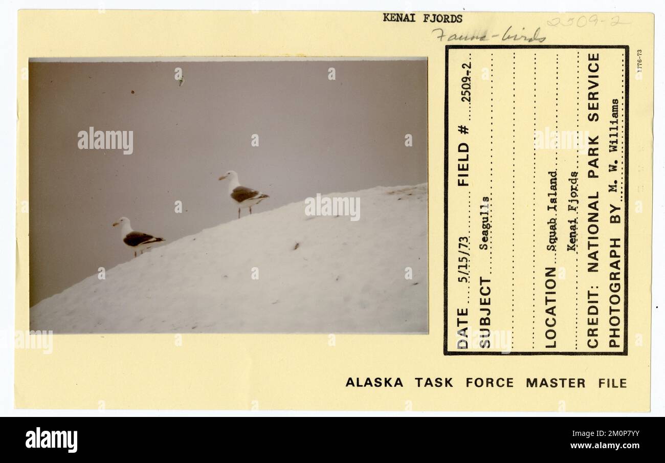Möwen. Alaska Task Force Fotos Stockfoto