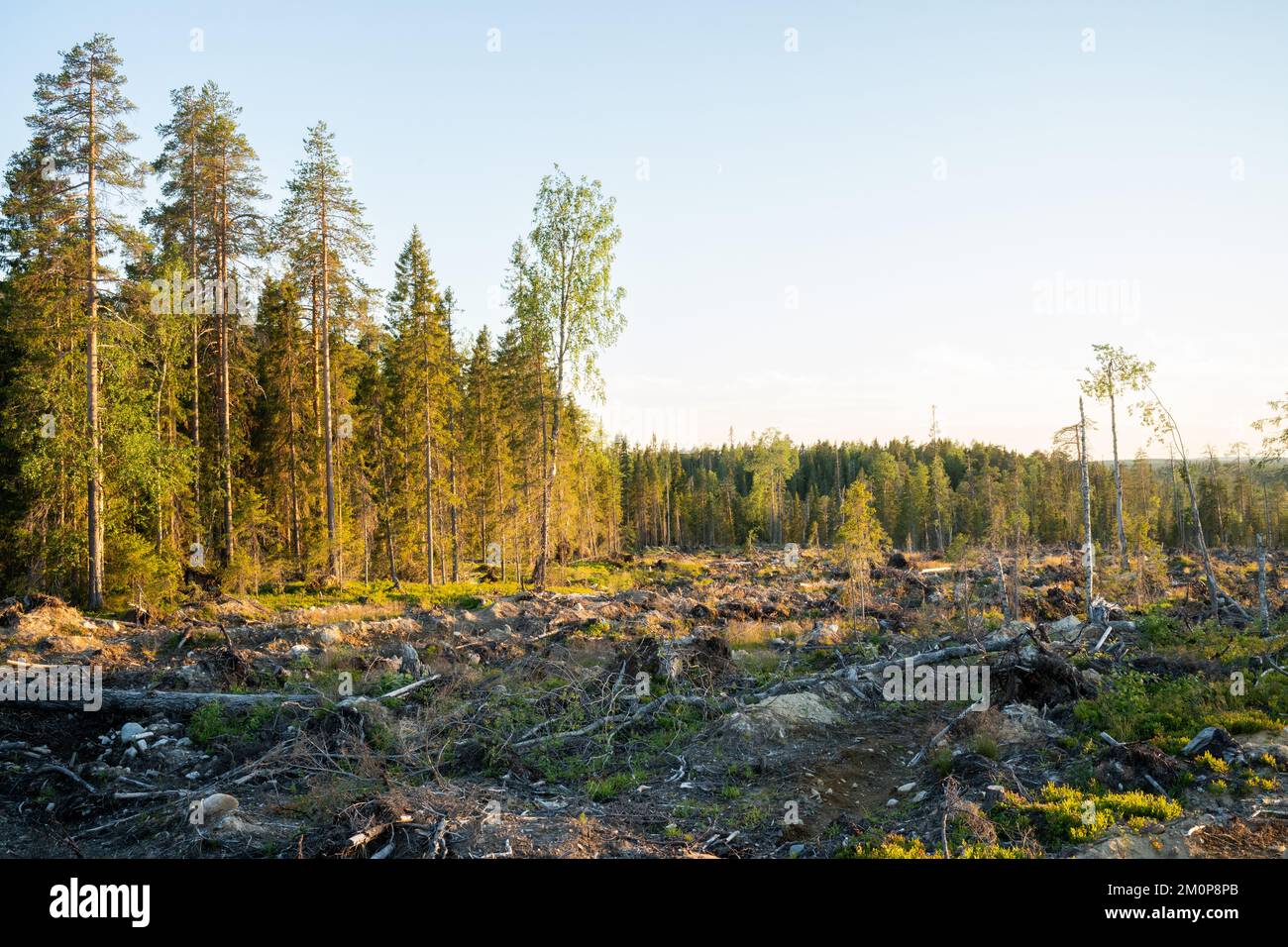 Blick auf ein mineralisiertes, klares Gebiet neben einem Wald in der Nähe von Hossa, Nordfinnland Stockfoto