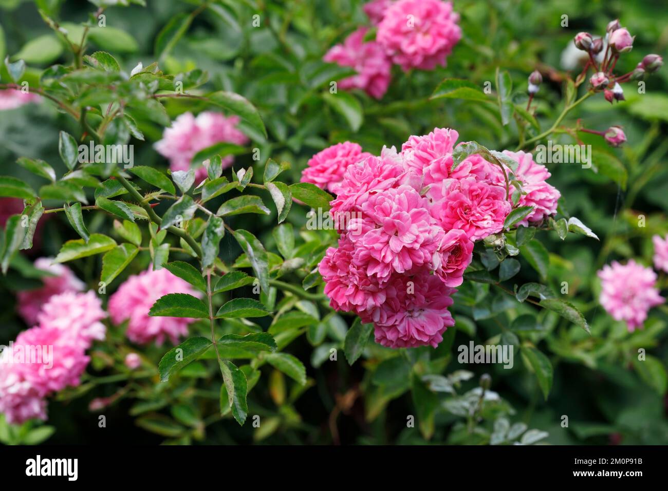 Rosa 'Dorothy Perkins' Blumen. Rambling Rose. Stockfoto