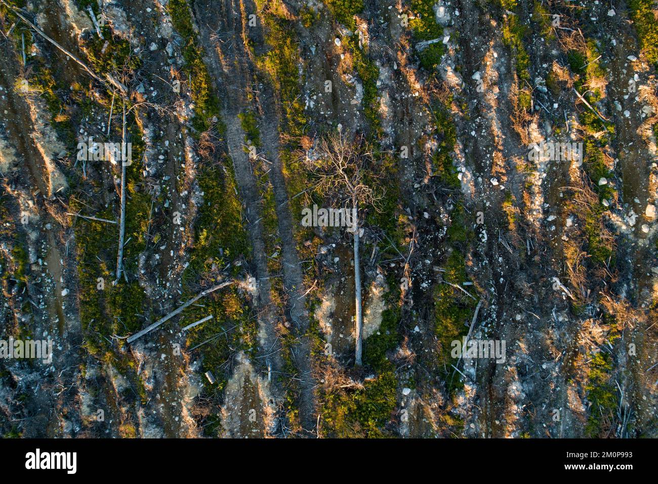 Eine Antenne eines mineralisierten, klaren Gebiets in Hossa, Nordfinnland Stockfoto