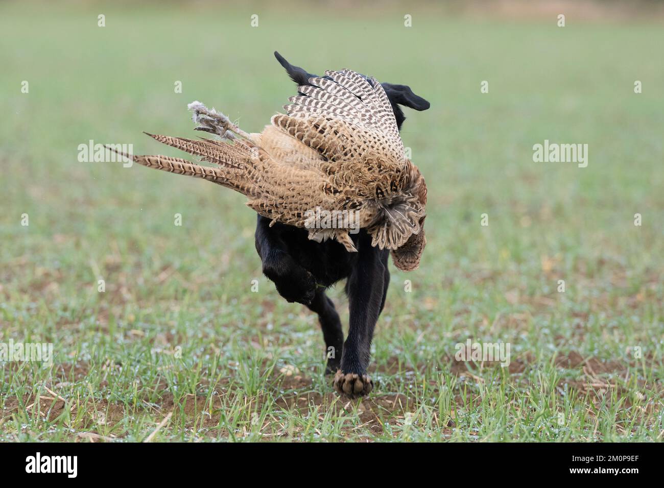 Schwarzer Labrador holt einen Hühnervogel Stockfoto