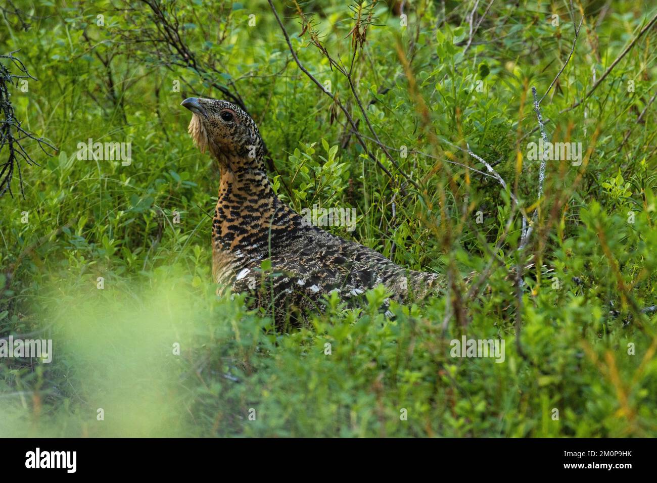Eine weibliche westliche Kapuzinerin, die sich mitten in üppigen Sträuchern in einem nördlichen Wald in Finnland, Europa, bewegt Stockfoto