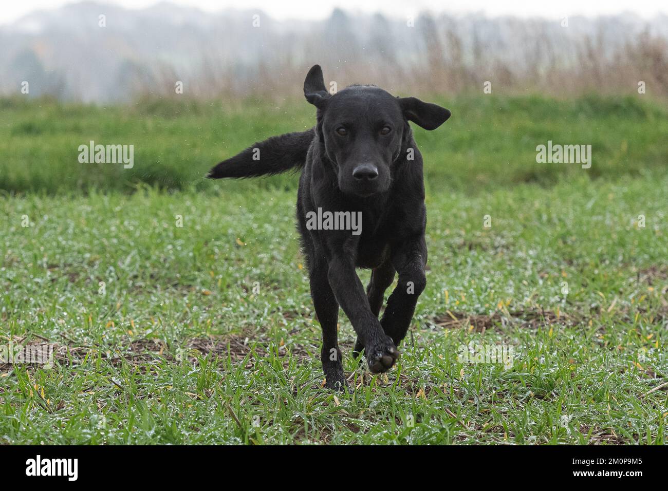 Schwarzer labrador läuft auf Kamera zu Stockfoto
