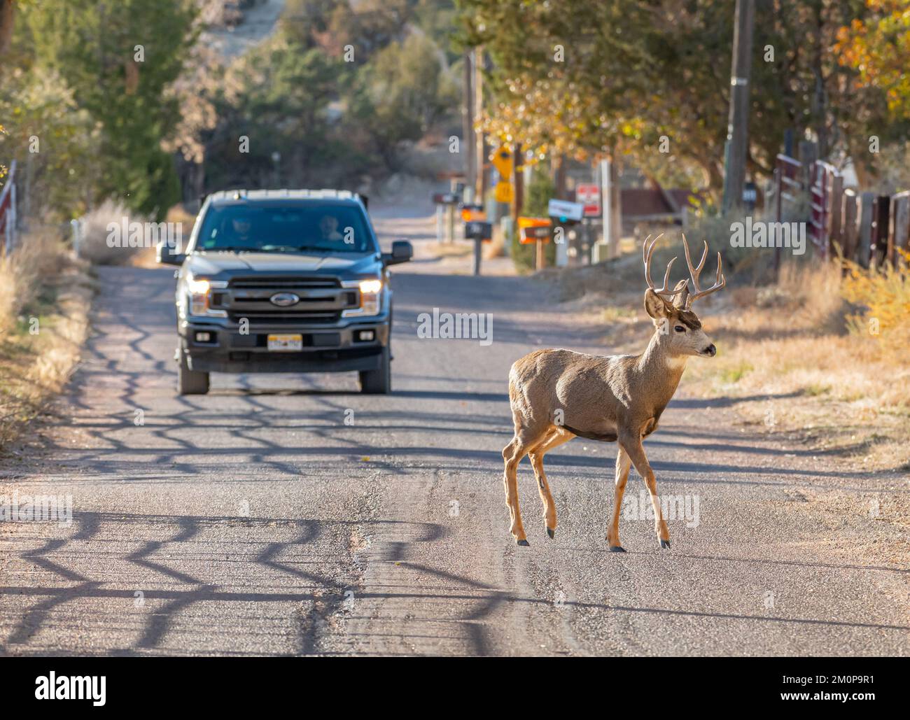 Ein junger Mann, der auf der Suche nach Does umherwandert, überquert die Straße vor einem Pickup-Truck, direkt außerhalb von Canon City, Colorado. Stockfoto