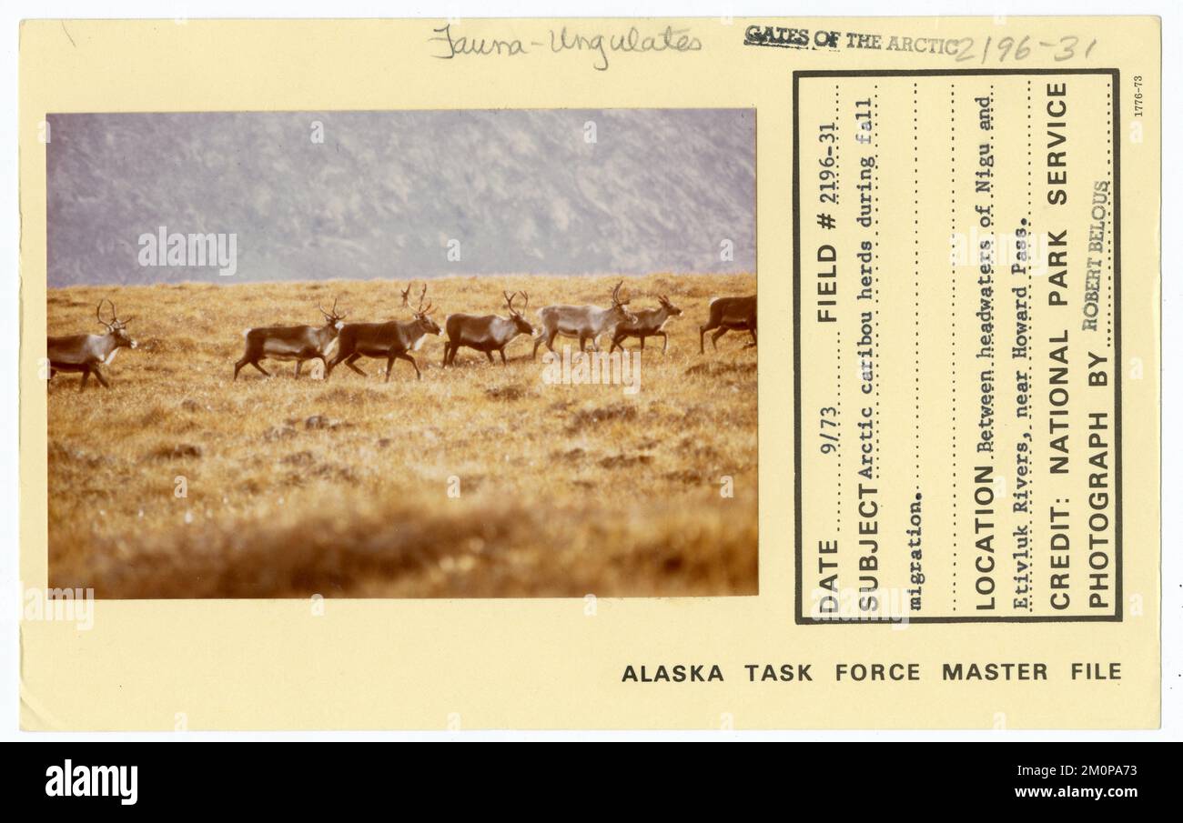 Actic-caribou-Herden während der Herbstwanderung. Alaska Task Force Fotos Stockfoto