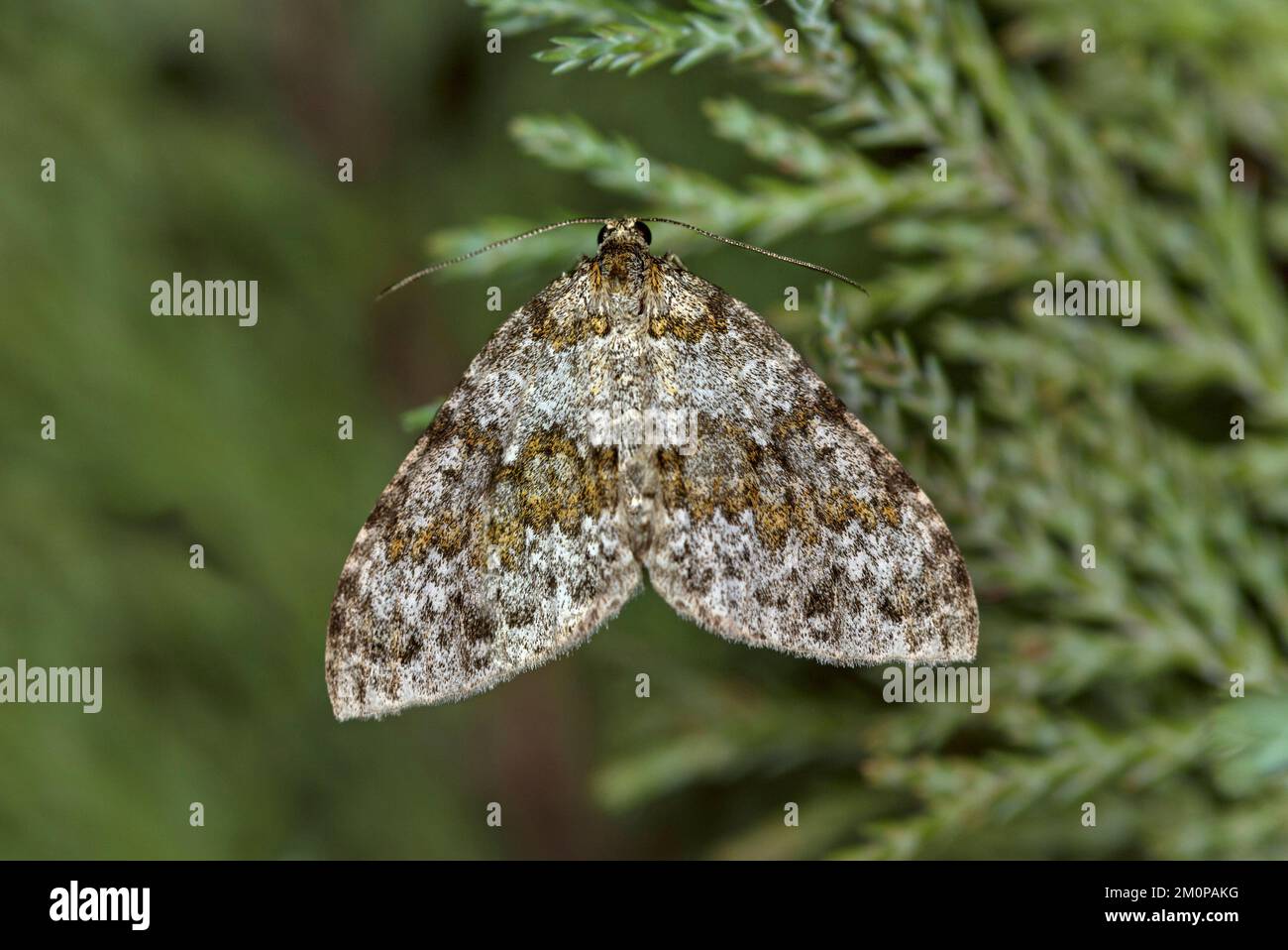 Barred-Grey Carpet (Entephria infidaria), Ovronnaz, Valais, Schweiz Stockfoto