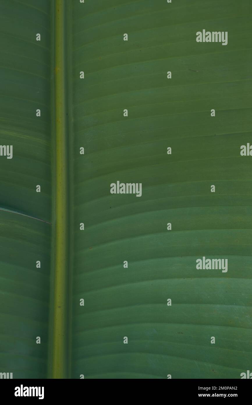 Nahaufnahme der Natur mit grünem Blatthintergrund. Stockfoto