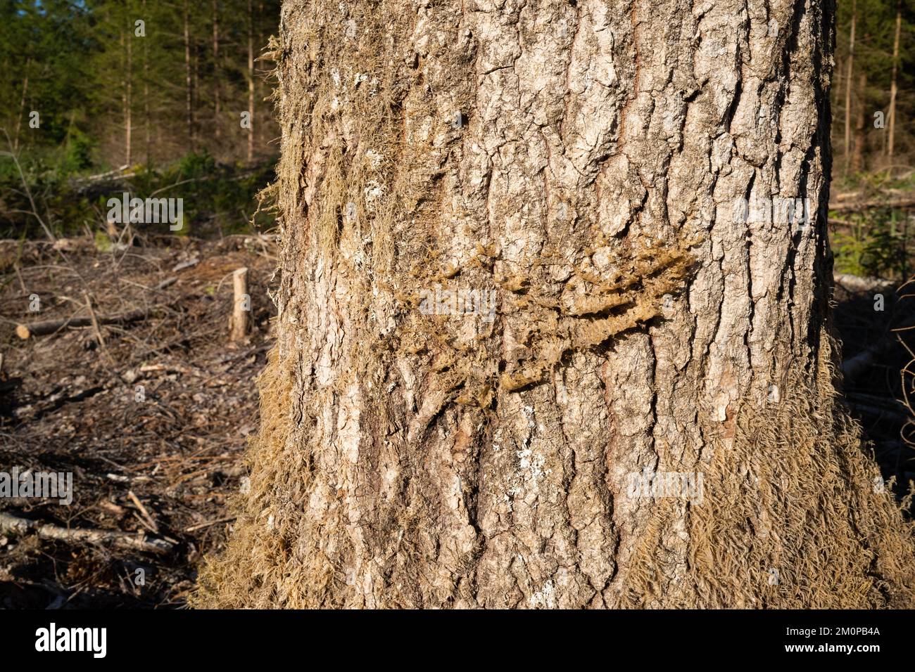 Ein getrocknetes Kieselmoos auf einem großen Aspenbaum nach Kahlschnitt in Estland, Nordeuropa Stockfoto