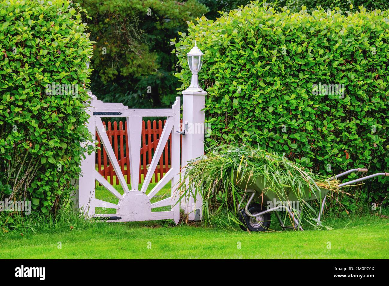 Weißes, kleines weißes Tor im grünen Garten, Gartenradkarre mit geschnittenem Unkraut Stockfoto