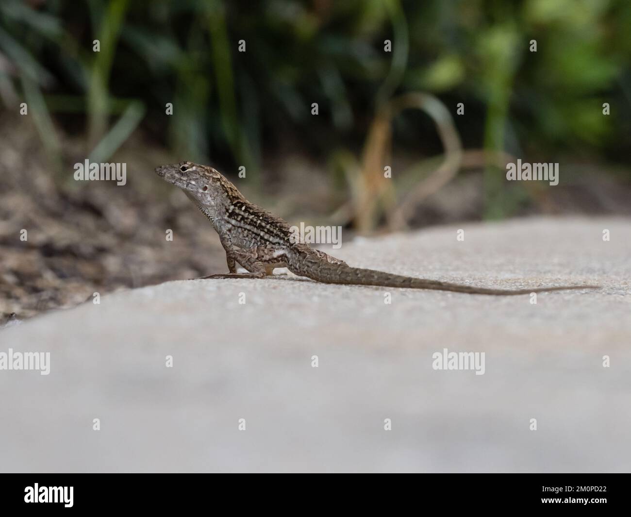 Eine braune Anolis sagrei, auch bekannt als kubanische braune Anole, oder De la Sagras Aole. Stockfoto