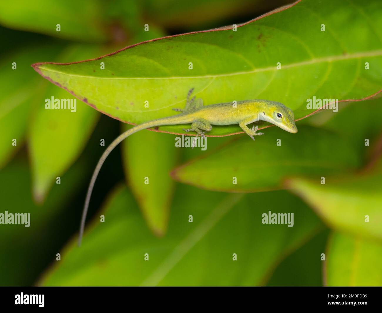 Anolis carolinensis, die grüne Anole, auch bekannt als Carolina-Anole, Carolina-grüne Anole, amerikanische Anole, amerikanische grüne Anole und rote-Rachen-Anole. Stockfoto