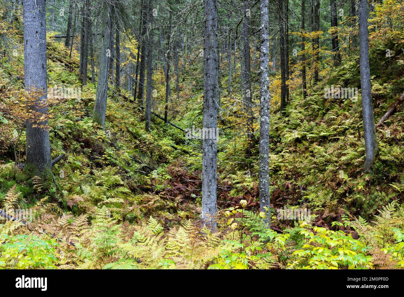 Ein alter Wald, der in einem Tal in Nordfinnland in der Nähe von Kuopio wächst Stockfoto
