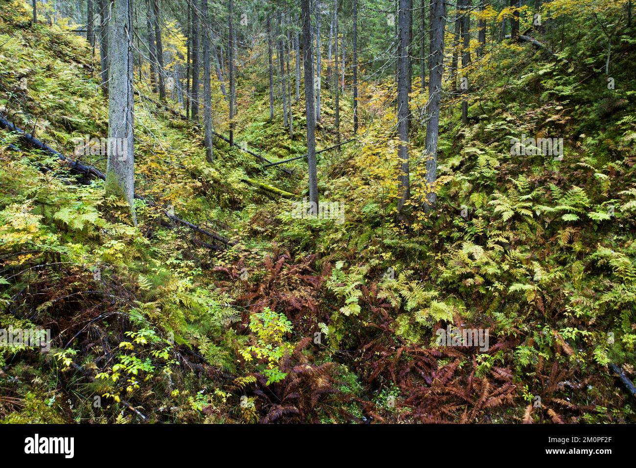 Ein alter Wald, der in einem Tal in Nordfinnland in der Nähe von Kuopio wächst Stockfoto