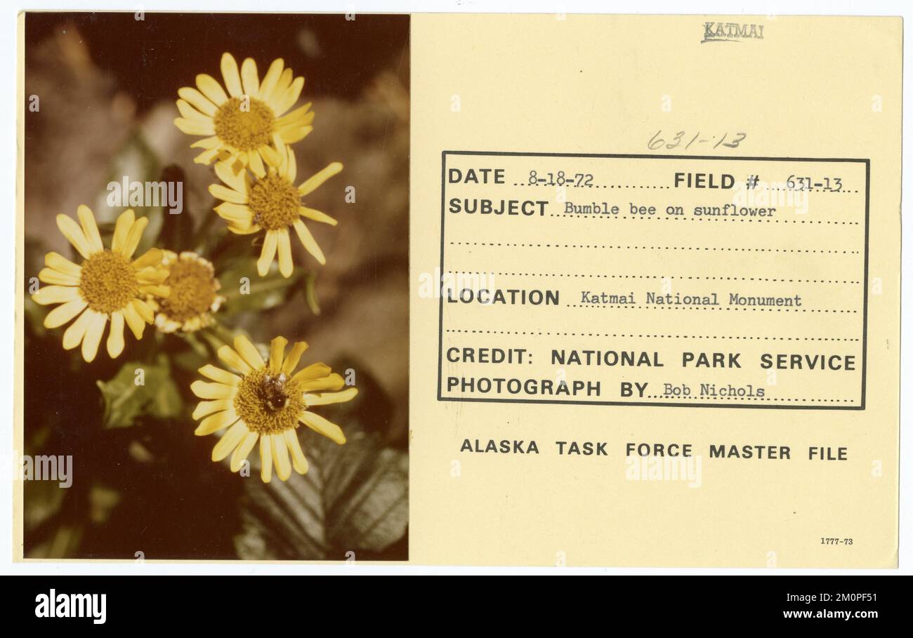 Hummelbiene auf Sonnenblumen. Alaska Task Force Fotos Stockfoto