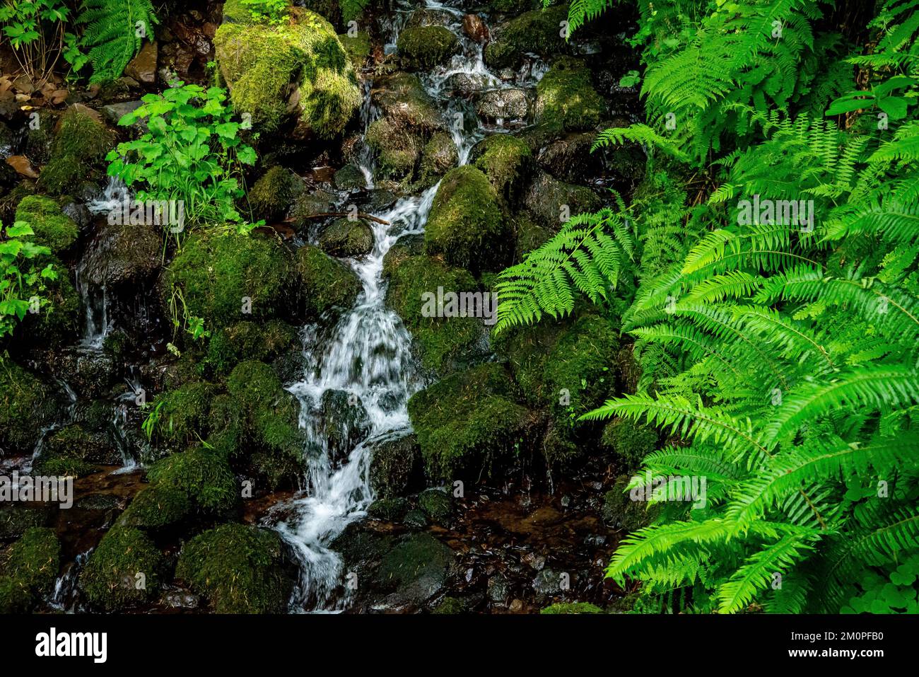 Wasserfall im südlichen Küstengebiet von Oregon Stockfoto