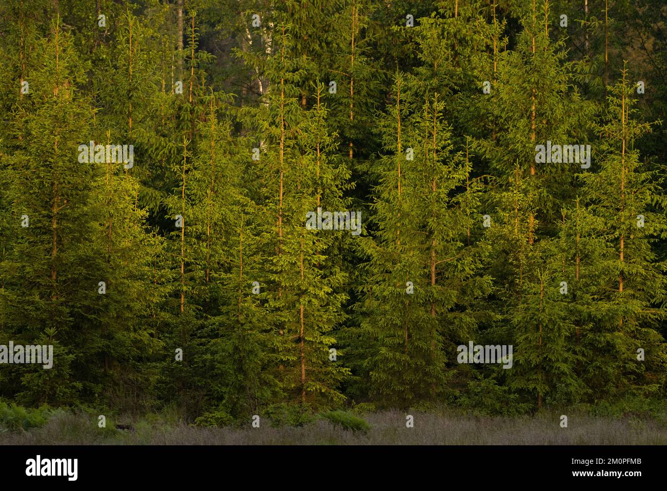 Ein bewirtschafteter junger norwegischer Fichtenwald an einem Sommerabend in Estland, Nordeuropa Stockfoto
