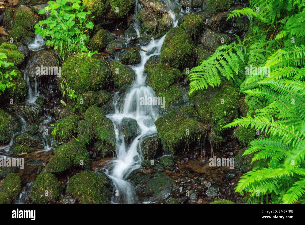 Wasserfall im südlichen Küstengebiet von Oregon Stockfoto